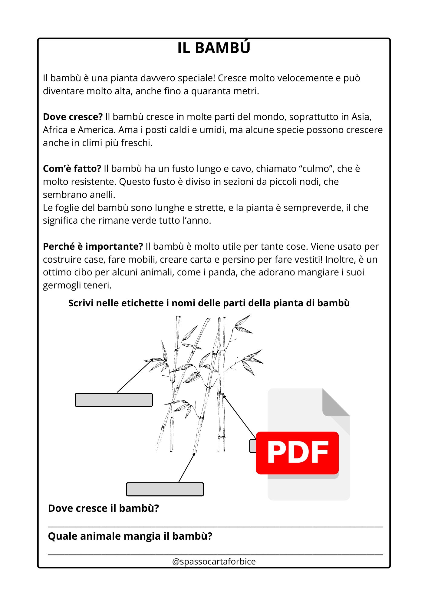 comprensione del testo bambù classe terza elementare